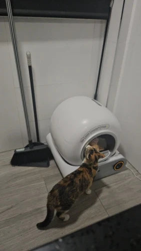 How to Set Up Notifications &amp; App Alerts for Your Smart Cat Litter System